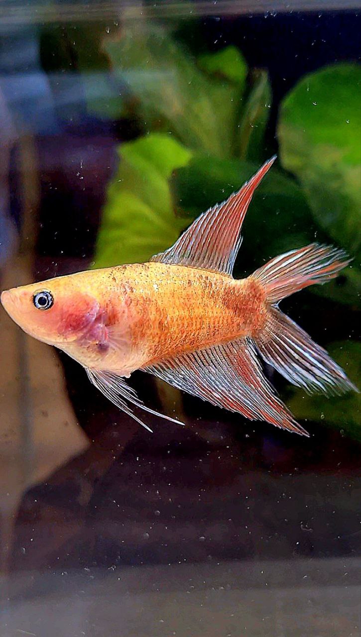 FEMALE VEILTAIL DOUBLE TAIL CELLOPHANE COPPER WASH BETTA FISH