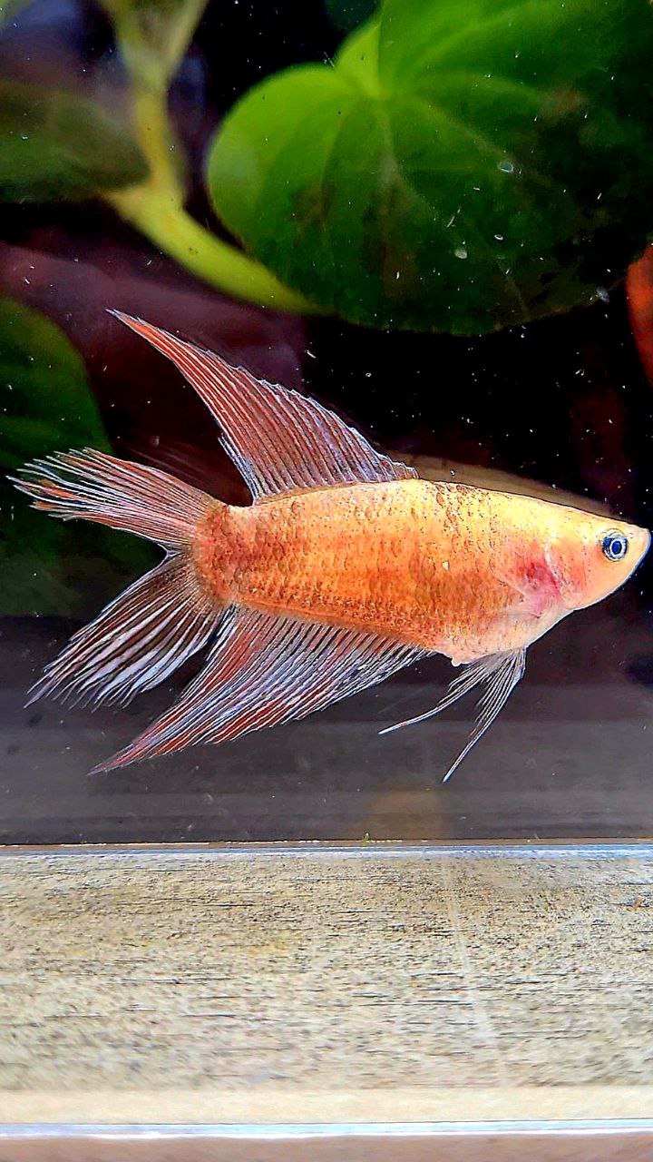 FEMALE VEILTAIL DOUBLE TAIL CELLOPHANE COPPER WASH BETTA FISH