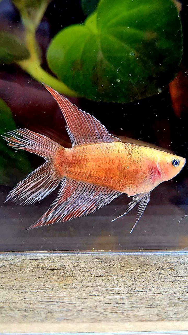 FEMALE VEILTAIL DOUBLE TAIL CELLOPHANE COPPER WASH BETTA FISH
