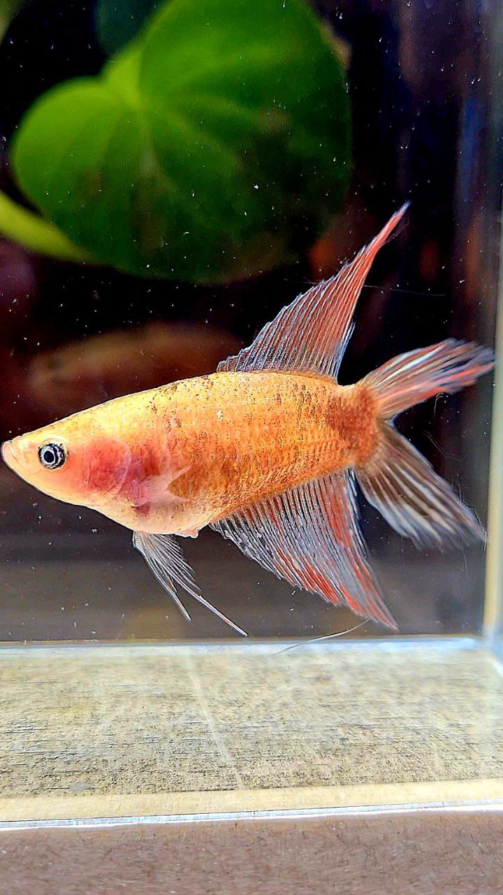FEMALE VEILTAIL DOUBLE TAIL CELLOPHANE COPPER WASH BETTA FISH
