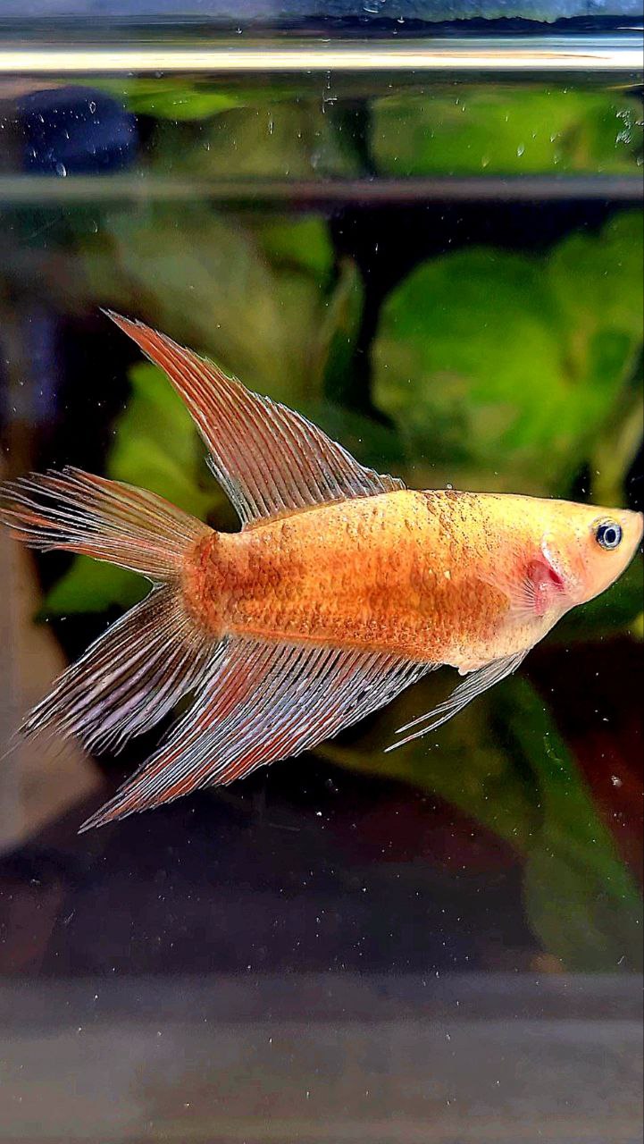 FEMALE VEILTAIL DOUBLE TAIL CELLOPHANE COPPER WASH BETTA FISH