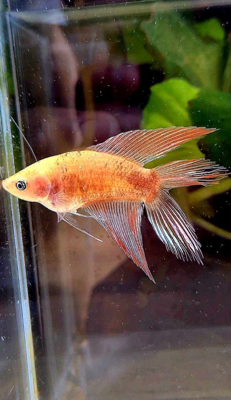 FEMALE VEILTAIL DOUBLE TAIL CELLOPHANE COPPER WASH BETTA FISH