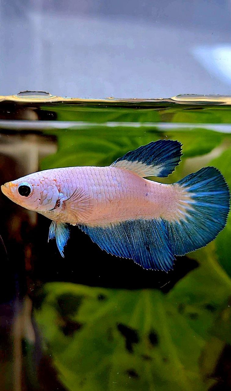 FEMALE HALFMOON BLUE RIM BICOLOR BETTA FISH