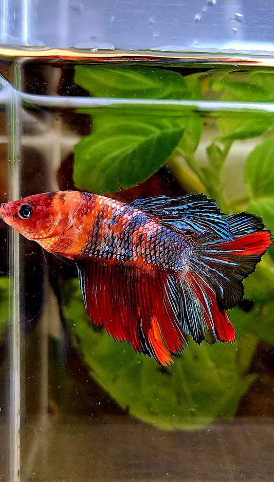FEMALE HALFMOON ROSETAIL RED COPPER FANCY MULTICOLOR BETTA FISH