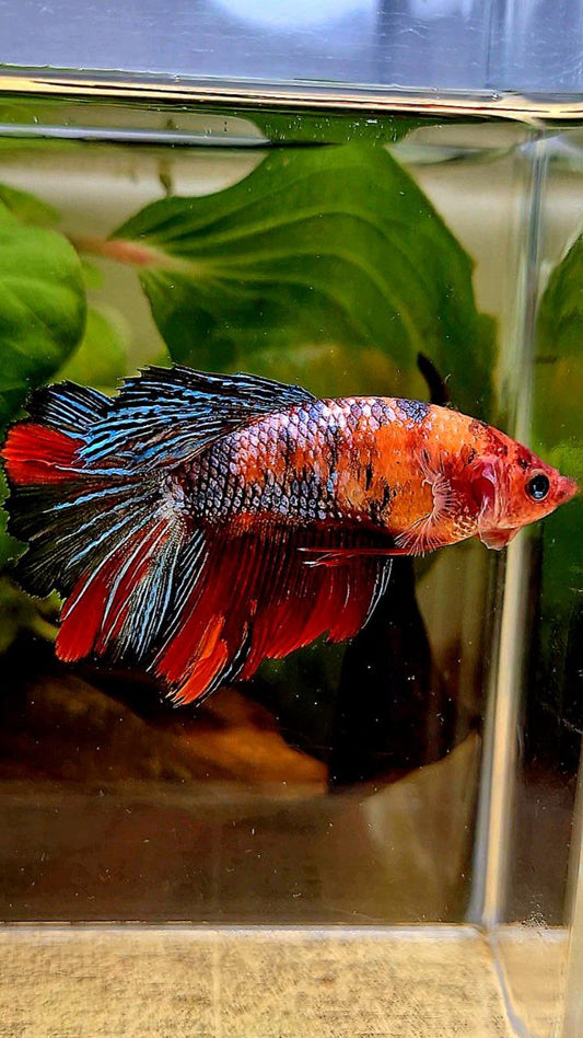 FEMALE HALFMOON ROSETAIL RED COPPER FANCY MULTICOLOR BETTA FISH