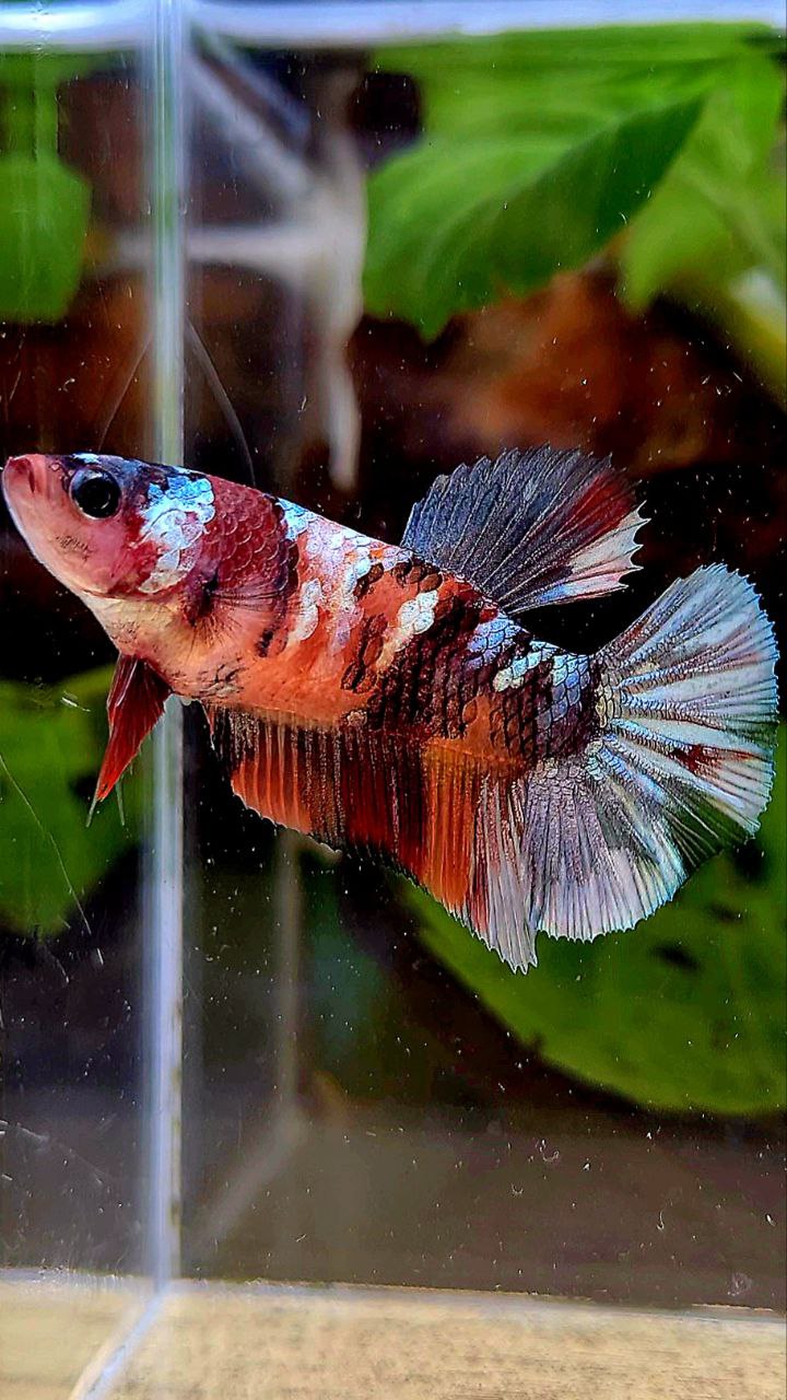 FEMALE PLAKAT ORANGE COPPER GALAXY MULTICOLOR BETTA FISH