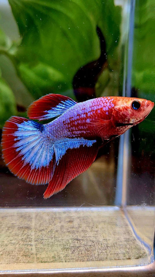 FEMALE HALFMOON HELLBOY RED FCCP BETTA FISH