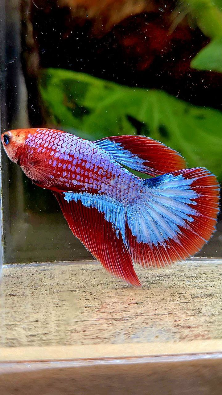 FEMALE HALFMOON HELLBOY RED FCCP BETTA FISH