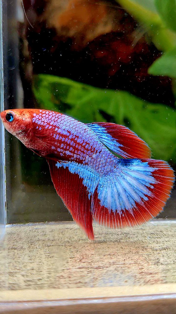 FEMALE HALFMOON HELLBOY RED FCCP BETTA FISH