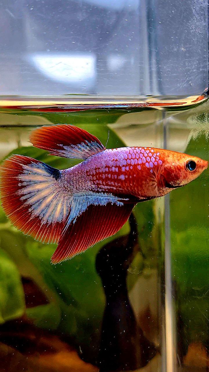 FEMALE HALFMOON HELLBOY RED FCCP BETTA FISH