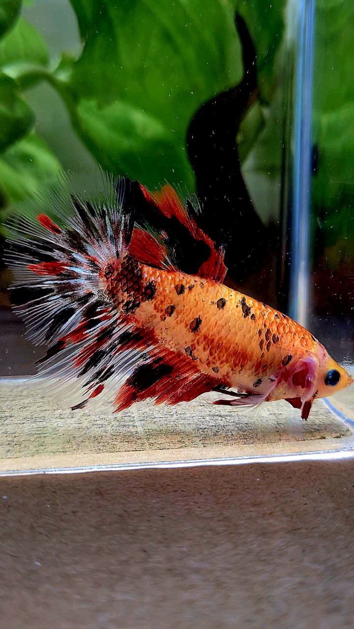 FEMALE HALFMOON ROSETAIL KOI TIGER MULTICOLOR BETTA FISH