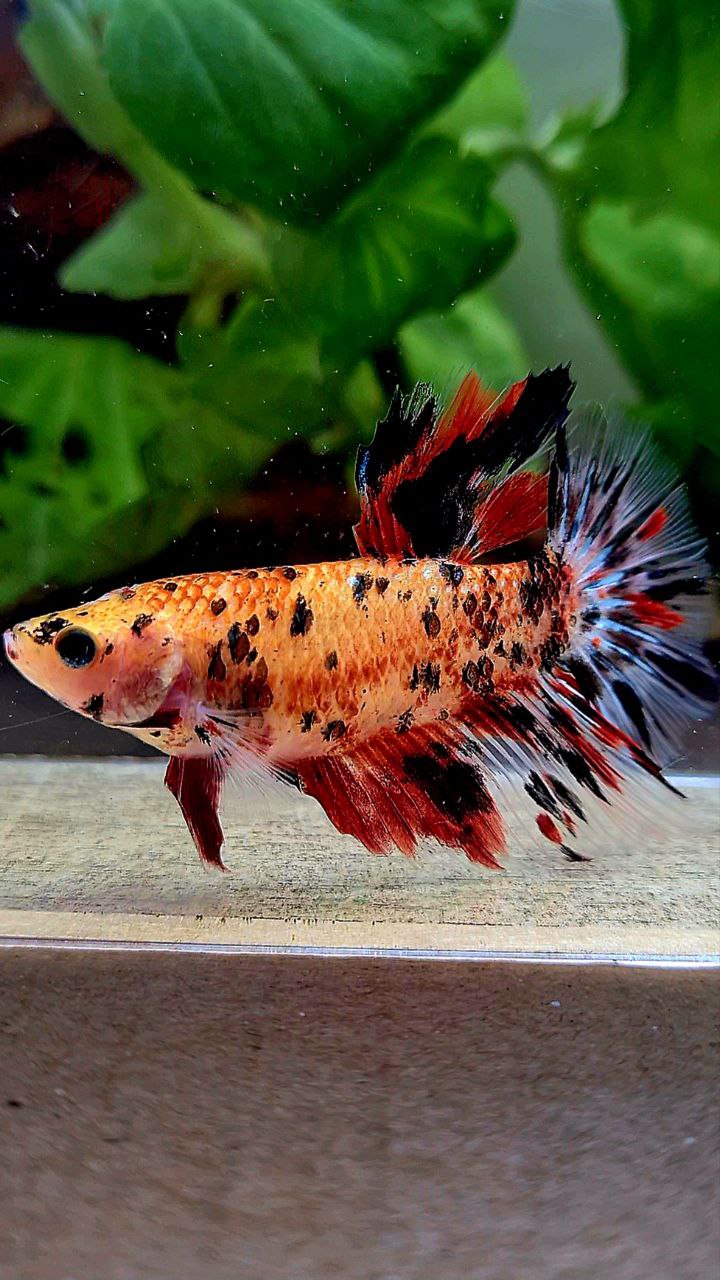 FEMALE HALFMOON ROSETAIL KOI TIGER MULTICOLOR BETTA FISH
