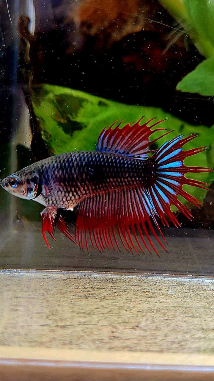 FEMALE KING CROWNTAIL BLACK RED VAMPIRE BETTA FISH