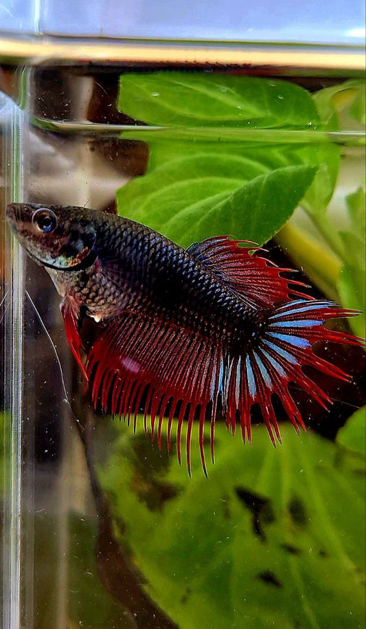 FEMALE KING CROWNTAIL BLACK RED VAMPIRE BETTA FISH