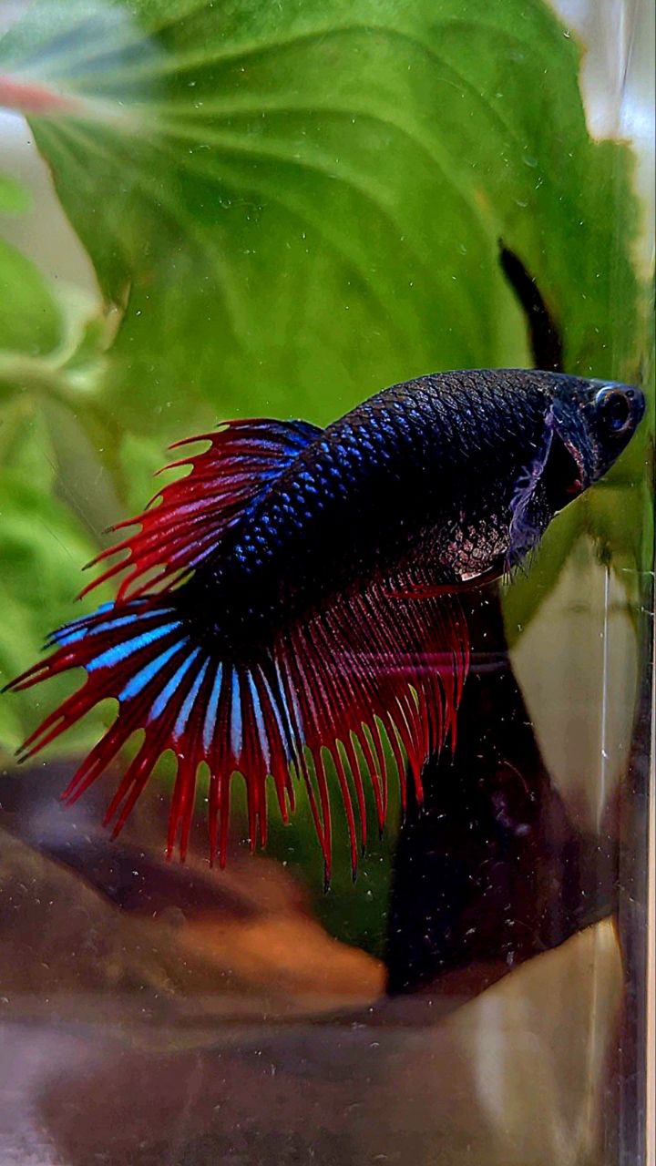 FEMALE KING CROWNTAIL BLACK RED VAMPIRE BETTA FISH – Rare Betta Fish Store