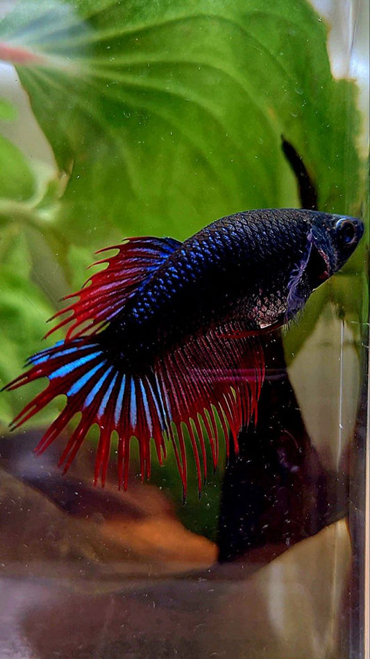 FEMALE KING CROWNTAIL BLACK RED VAMPIRE BETTA FISH