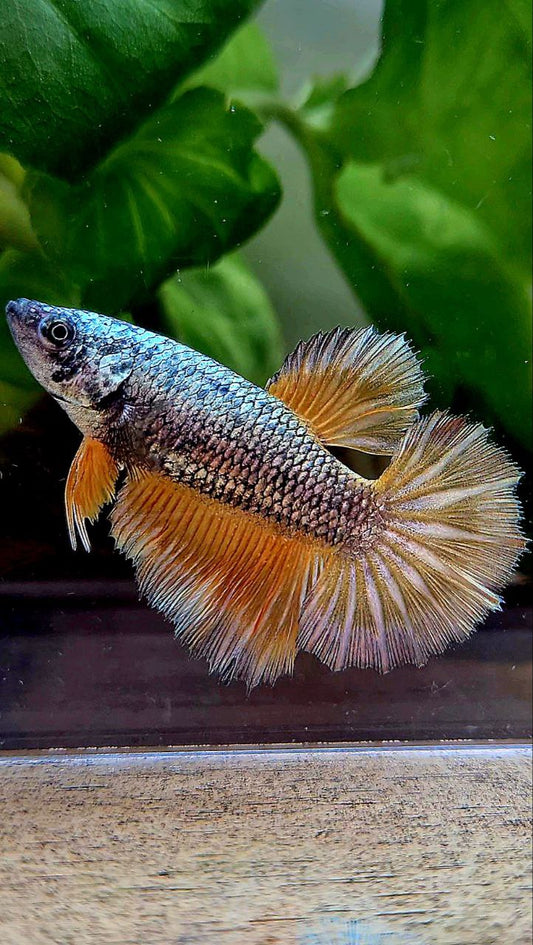FEMALE HALFMOON ROSETAIL COPPER ARMY YELLOW PATTERN BETTA FISH