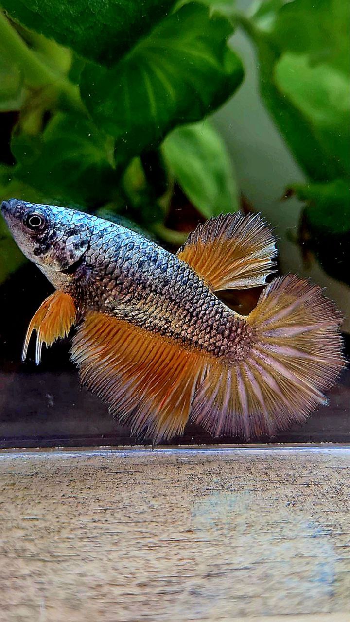 FEMALE HALFMOON ROSETAIL COPPER ARMY YELLOW PATTERN BETTA FISH