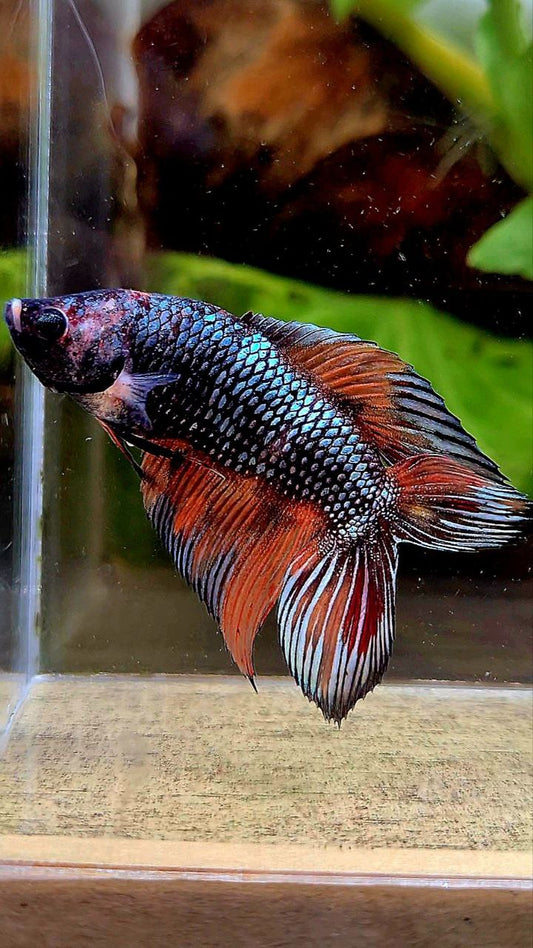 LUXURY FEMALE VEILTAIL DOUBLE TAIL DARK ORANGE FIRE METALLIC MULTICOLOR BETTA FISH
