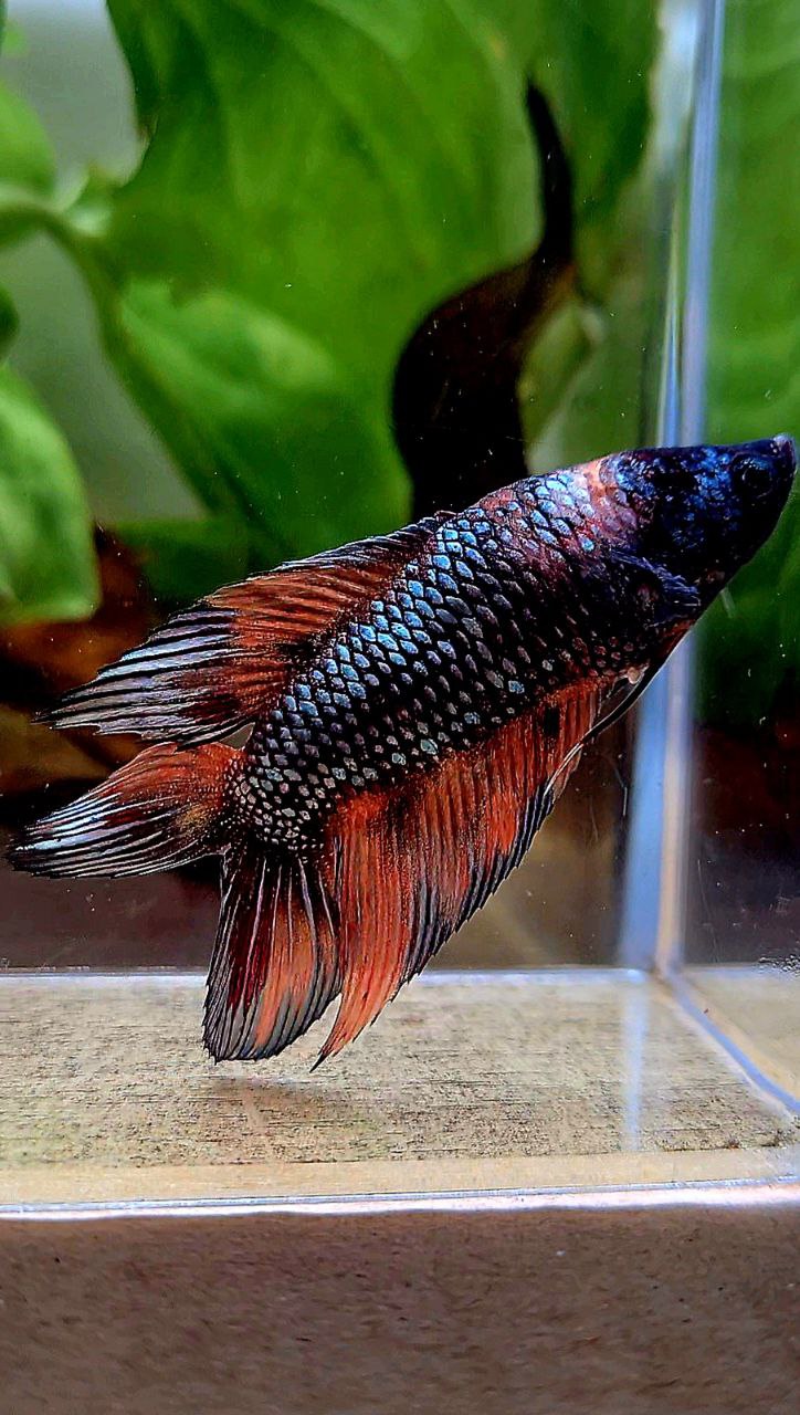LUXURY FEMALE VEILTAIL DOUBLE TAIL DARK ORANGE FIRE METALLIC MULTICOLOR BETTA FISH
