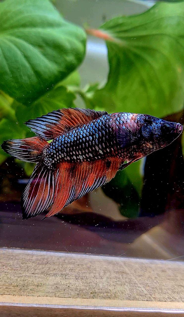 LUXURY FEMALE VEILTAIL DOUBLE TAIL DARK ORANGE FIRE METALLIC MULTICOLOR BETTA FISH