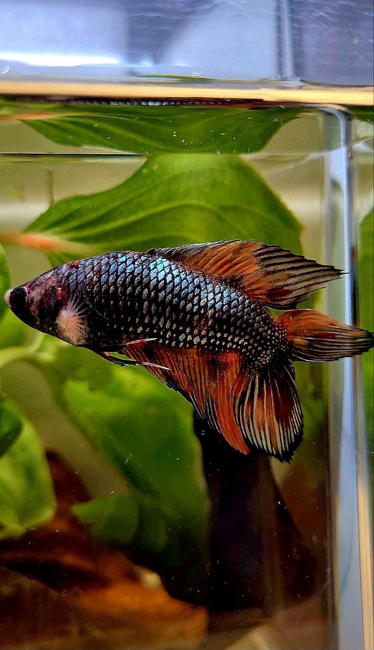 LUXURY FEMALE VEILTAIL DOUBLE TAIL DARK ORANGE FIRE METALLIC MULTICOLOR BETTA FISH