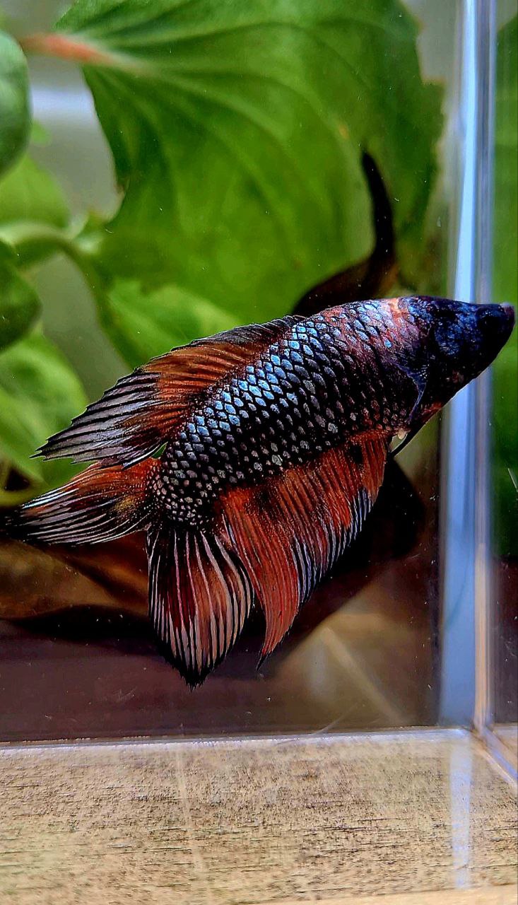 LUXURY FEMALE VEILTAIL DOUBLE TAIL DARK ORANGE FIRE METALLIC MULTICOLOR BETTA FISH