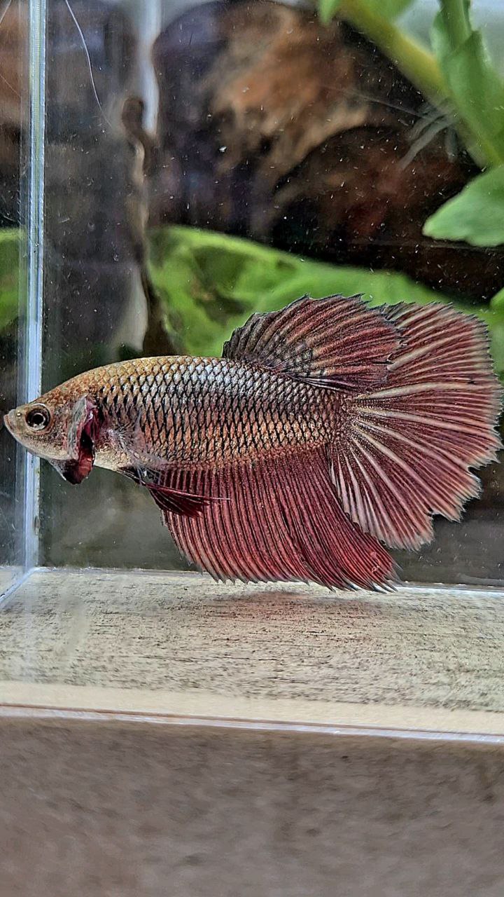 FEMALE HALFMOON OVER ROSETAIL COPPER RED BETTA FISH