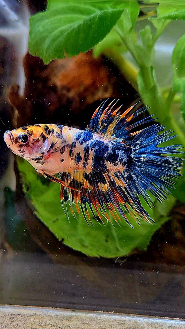 LUXURY FEMALE CROWNTAIL SUPER DOTS YELLOW ORANGE MULTICOLOR BETTA FISH