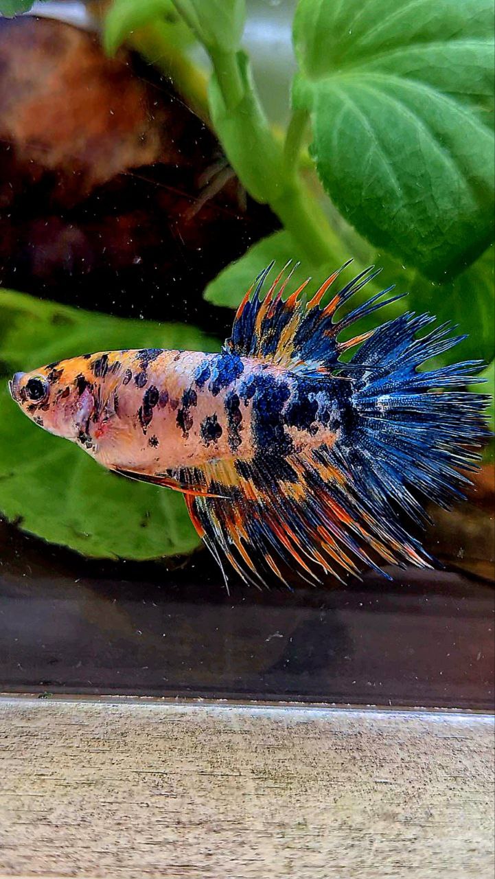 LUXURY FEMALE CROWNTAIL SUPER DOTS YELLOW ORANGE MULTICOLOR BETTA FISH