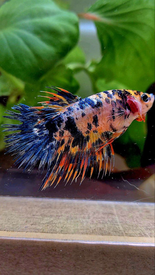LUXURY FEMALE CROWNTAIL SUPER DOTS YELLOW ORANGE MULTICOLOR BETTA FISH