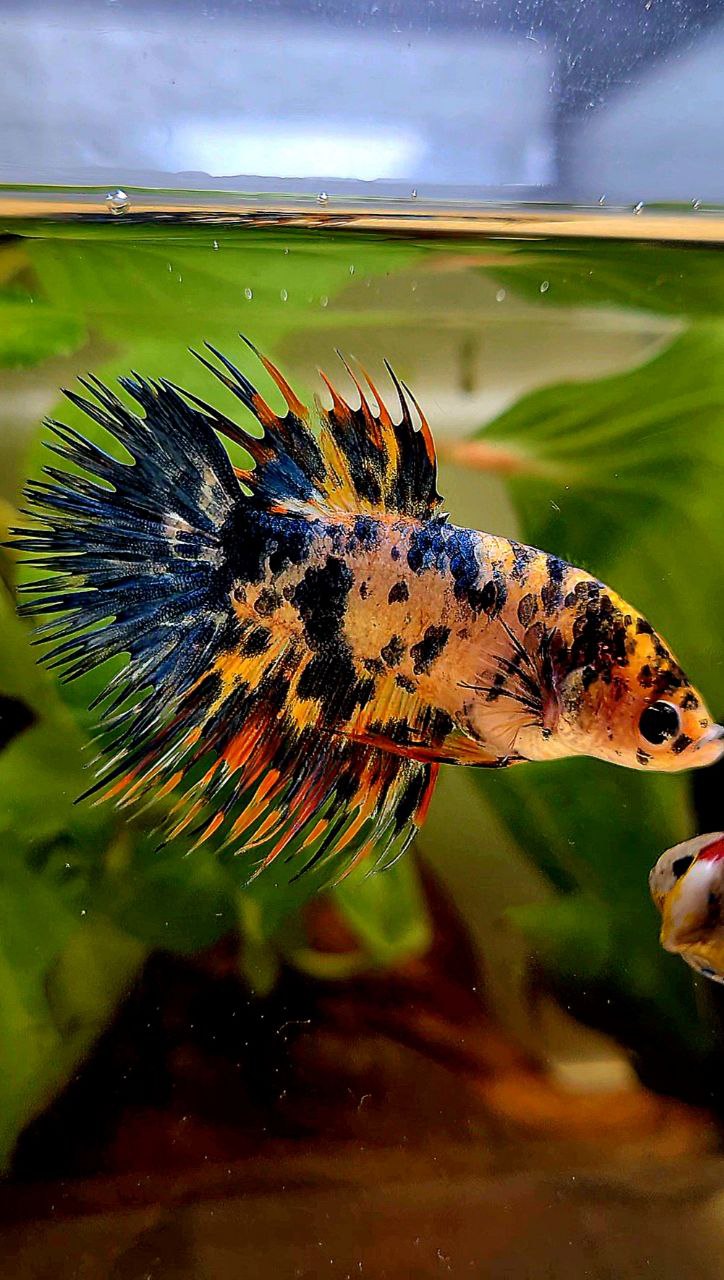 LUXURY FEMALE CROWNTAIL SUPER DOTS YELLOW ORANGE MULTICOLOR BETTA FISH