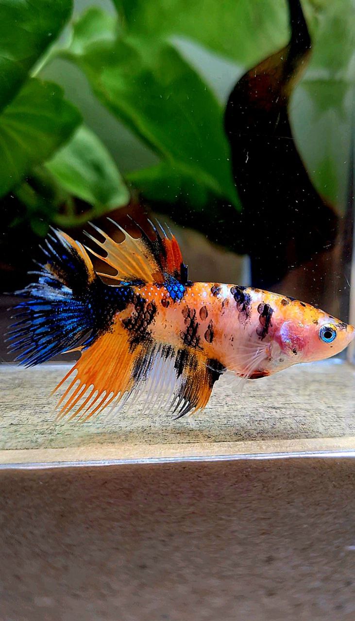 FEMALE CROWNTAIL ORANGE KOI MULTICOLOR BETTA FISH