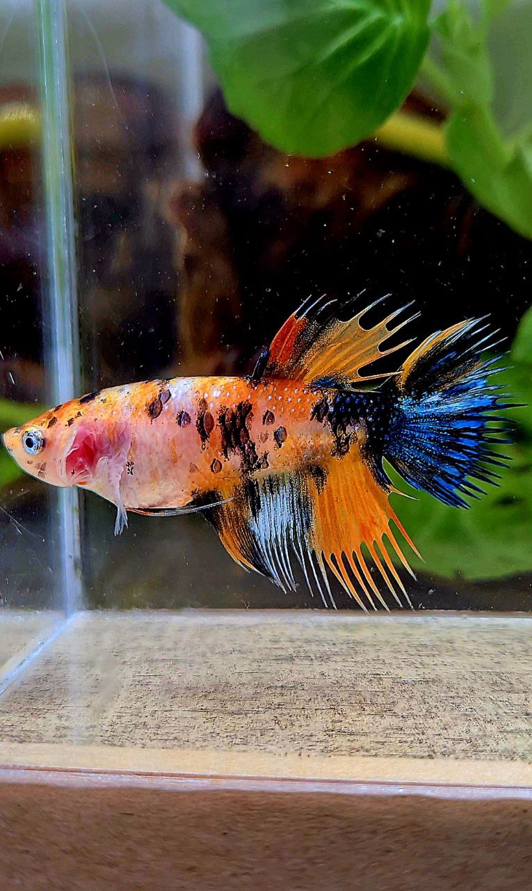 FEMALE CROWNTAIL ORANGE KOI MULTICOLOR BETTA FISH
