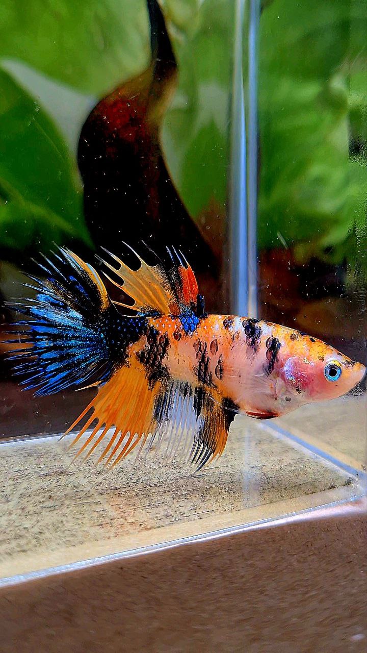 FEMALE CROWNTAIL ORANGE KOI MULTICOLOR BETTA FISH