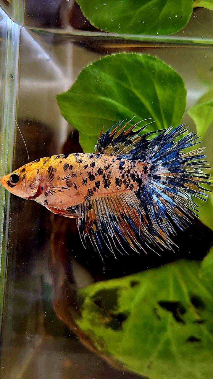 FEMALE CROWNTAIL YELLOW ORANGE SUPER DOTS MULTICOLOR BETTA FISH
