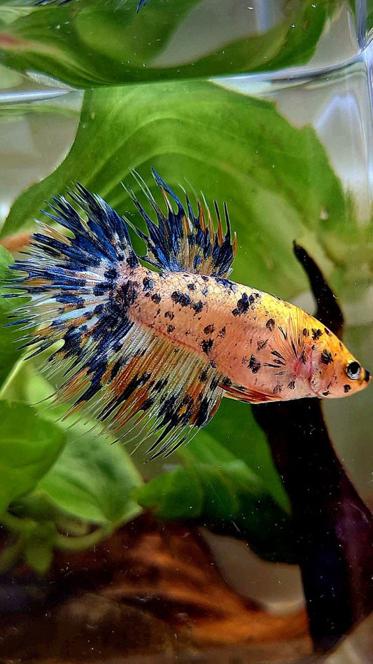 FEMALE CROWNTAIL YELLOW ORANGE SUPER DOTS MULTICOLOR BETTA FISH