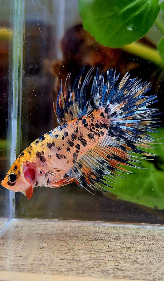 FEMALE CROWNTAIL YELLOW ORANGE SUPER DOTS MULTICOLOR BETTA FISH