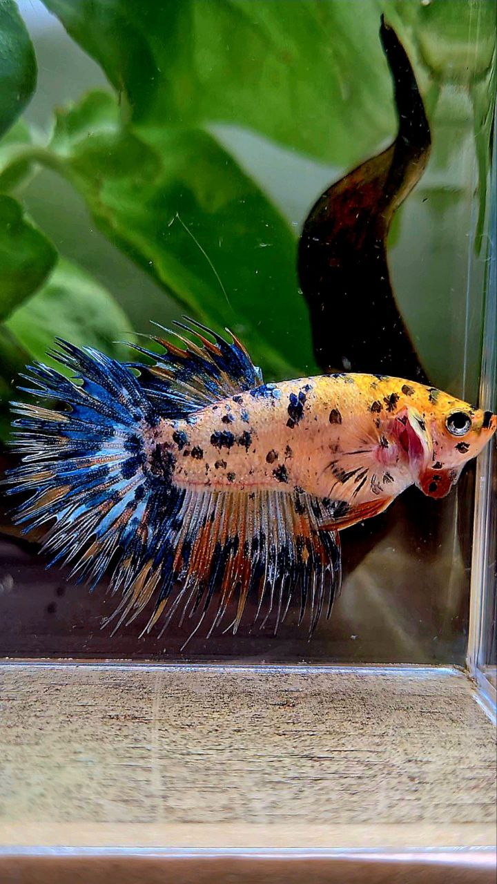FEMALE CROWNTAIL YELLOW ORANGE SUPER DOTS MULTICOLOR BETTA FISH