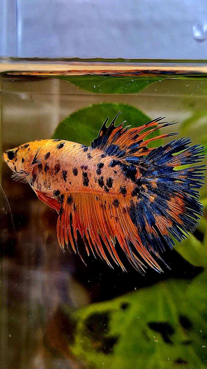 FEMALE CROWNTAIL YELLOW ORANGE SUPER DOTS MULTICOLOR BETTA FISH