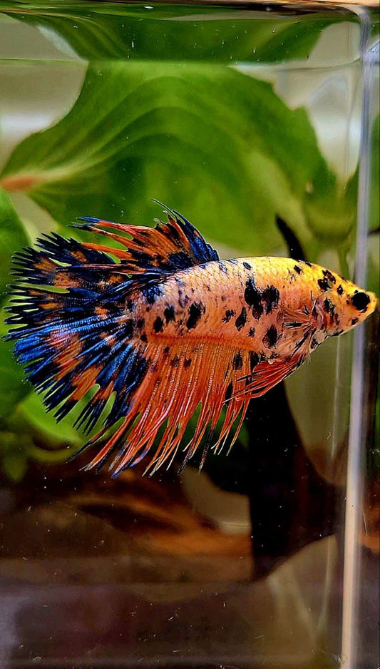 FEMALE CROWNTAIL YELLOW ORANGE SUPER DOTS MULTICOLOR BETTA FISH