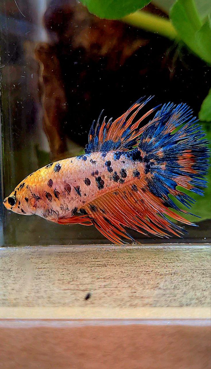 FEMALE CROWNTAIL YELLOW ORANGE SUPER DOTS MULTICOLOR BETTA FISH