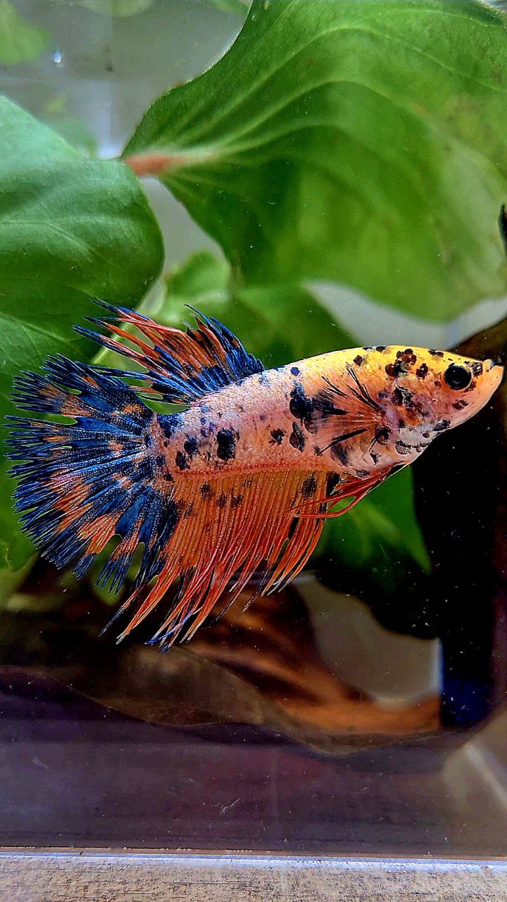 FEMALE CROWNTAIL YELLOW ORANGE SUPER DOTS MULTICOLOR BETTA FISH