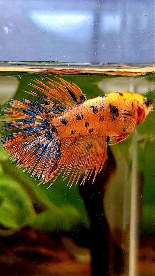 LUXURY FEMALE CROWNTAIL SUPER DOTS YELLOW ORANGE MULTICOLOR BETTA FISH