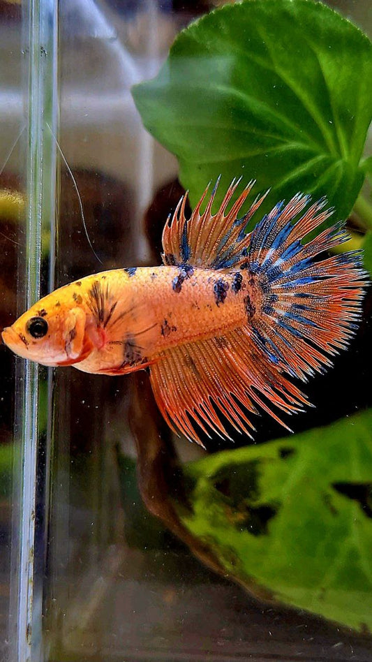 LUXURY FEMALE CROWNTAIL SUPER DOTS YELLOW ORANGE MULTICOLOR BETTA FISH