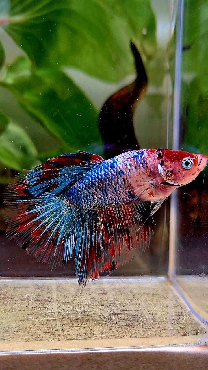 LUXURY FEMALE HALFMOON ROSETAIL RED BLUE FANCY MULTICOLOR BETTA FISH