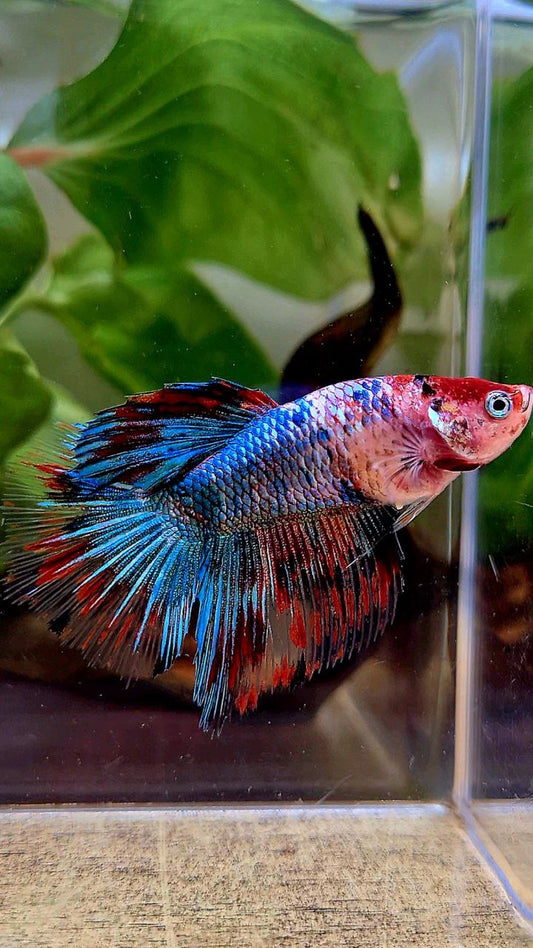 LUXURY FEMALE HALFMOON ROSETAIL RED BLUE FANCY MULTICOLOR BETTA FISH
