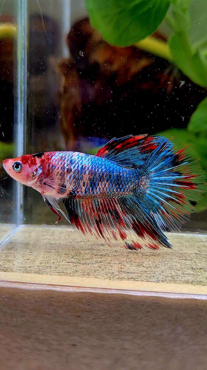 LUXURY FEMALE HALFMOON ROSETAIL RED BLUE FANCY MULTICOLOR BETTA FISH