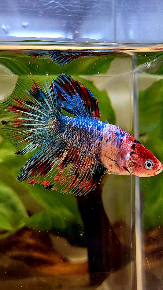 LUXURY FEMALE HALFMOON ROSETAIL RED BLUE FANCY MULTICOLOR BETTA FISH