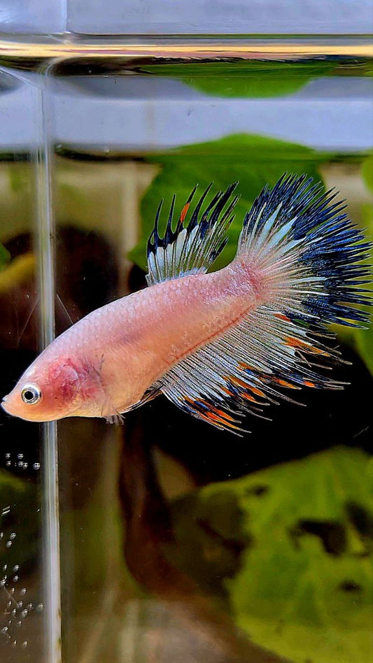 LUXURY FEMALE CROWNTAIL BLACK RIM ORANGE BETTA FISH